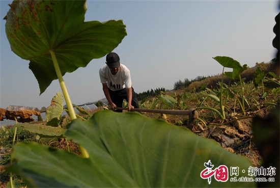 青島即墨：小芋頭大豐收，農民喜上眉梢